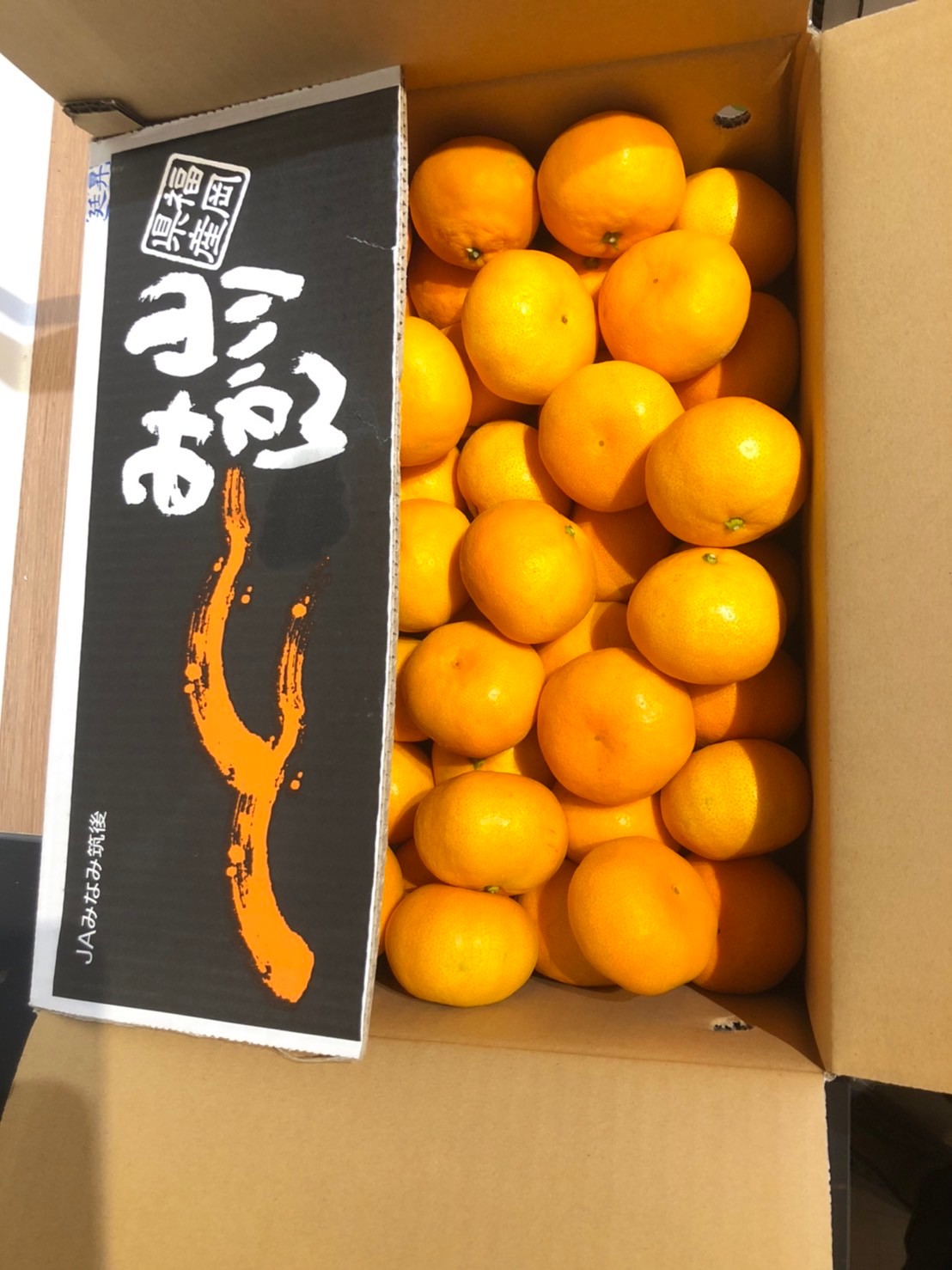 福岡山川蜜柑(温州みかん)