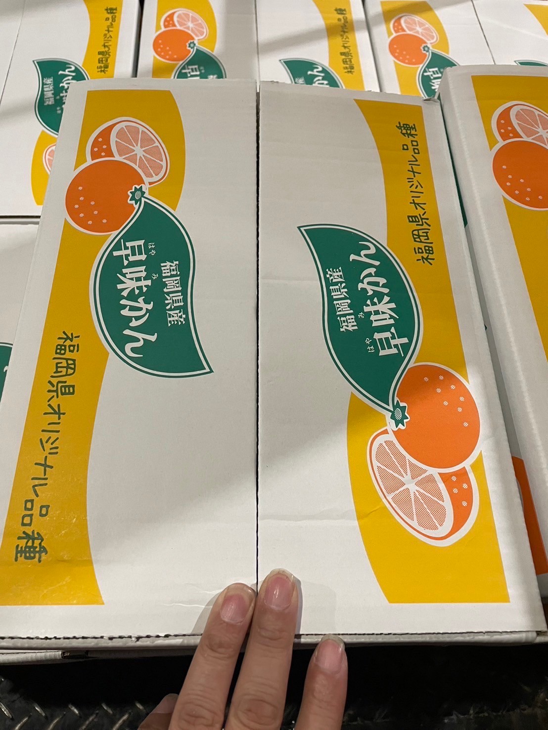 福岡山川蜜柑(温州みかん)